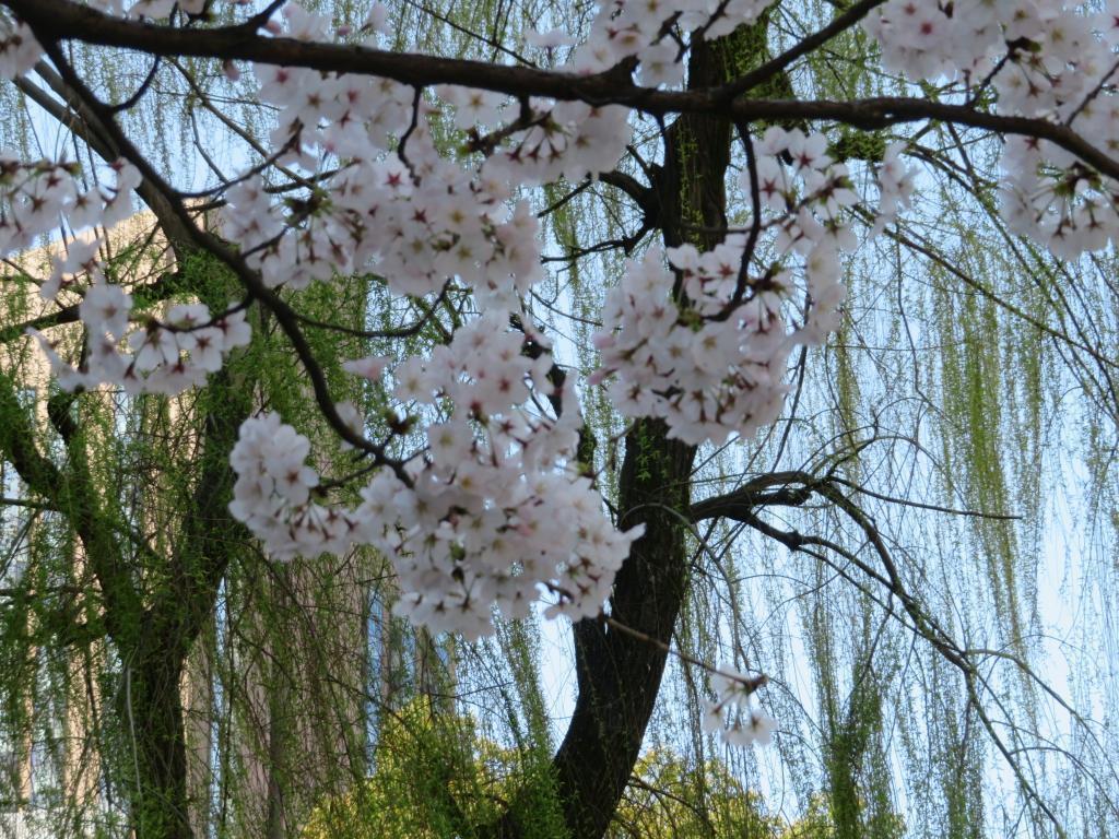  樱花烂漫!游览中央区的名胜古迹 …樱花景点6选