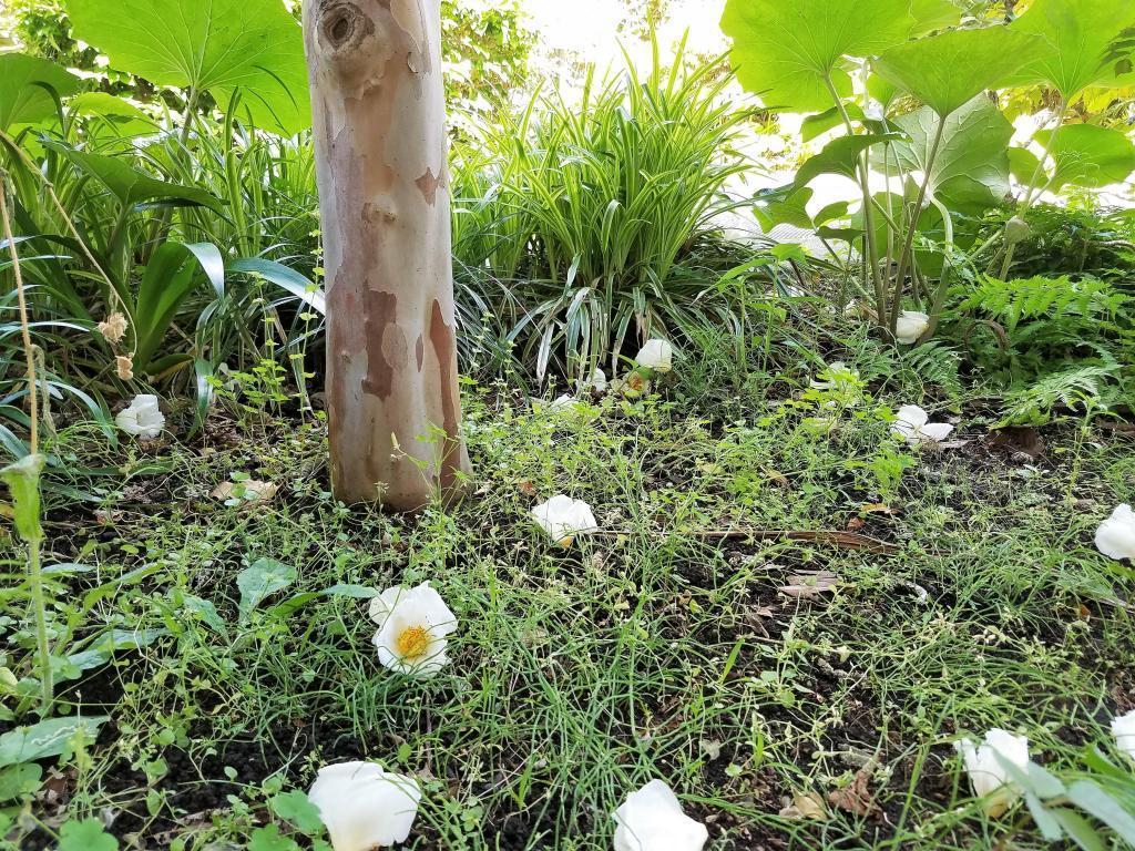  想到茶花季节