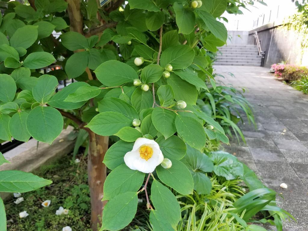  想到茶花季节