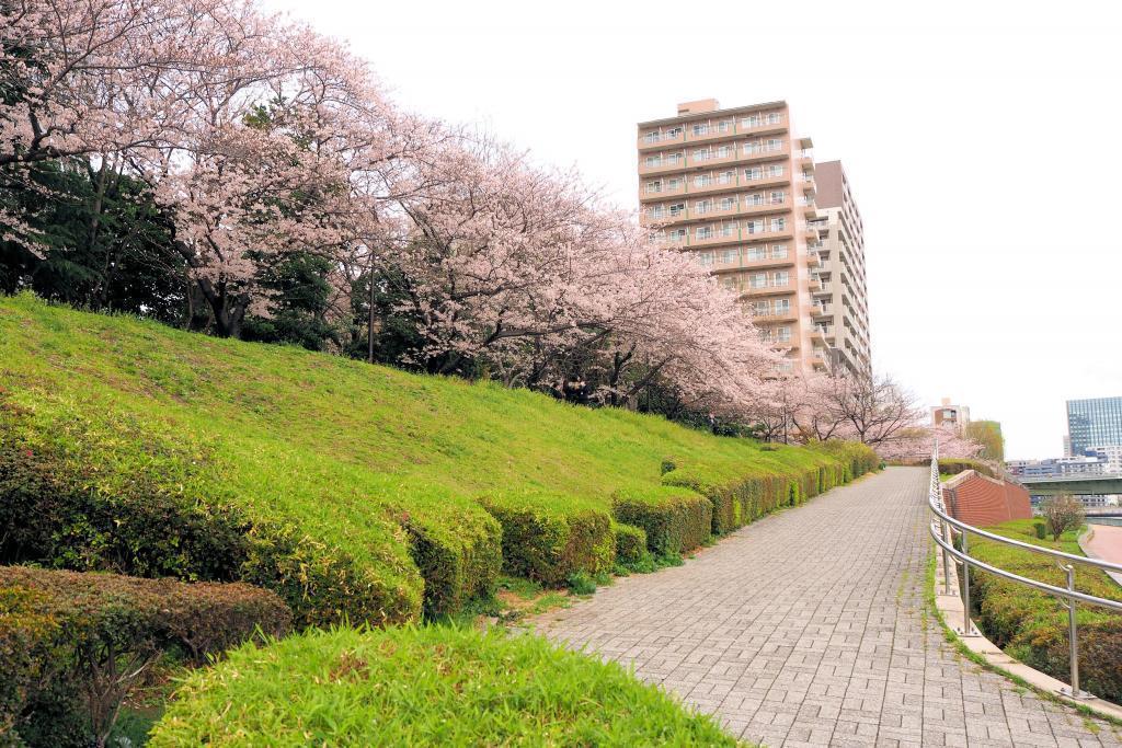  想试着滚动隅田川・はとば公园里的大球