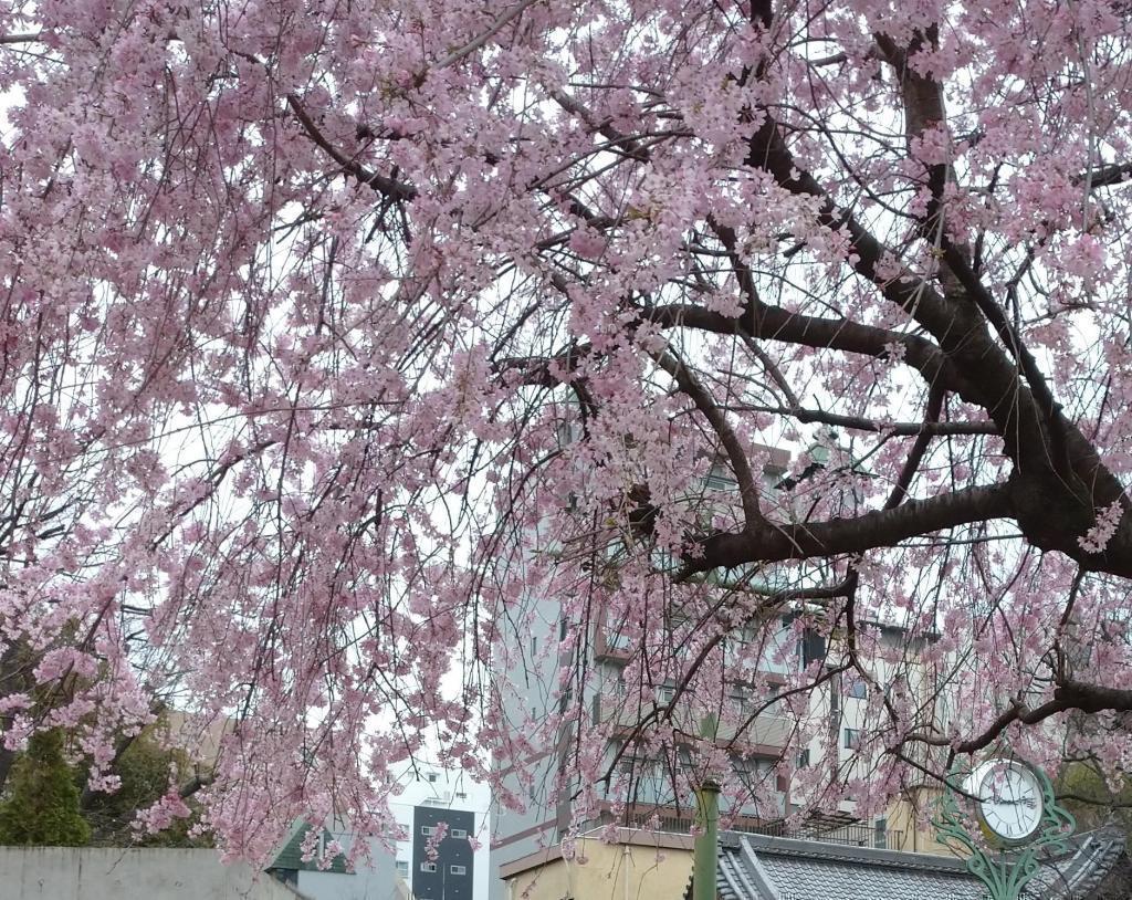 樱花的名胜!滨町公园樱花树下穿着书包的“提前拍摄”旅行