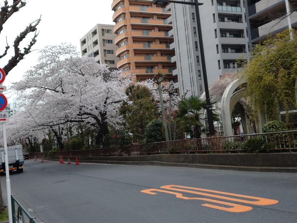 滨町绿道的樱花隧道樱花树下穿着书包的“前拍摄”旅行