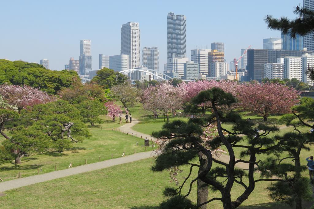 来自富士见山的绝景浜离宫恩赐庭园八重樱盛开　※星期一也开园