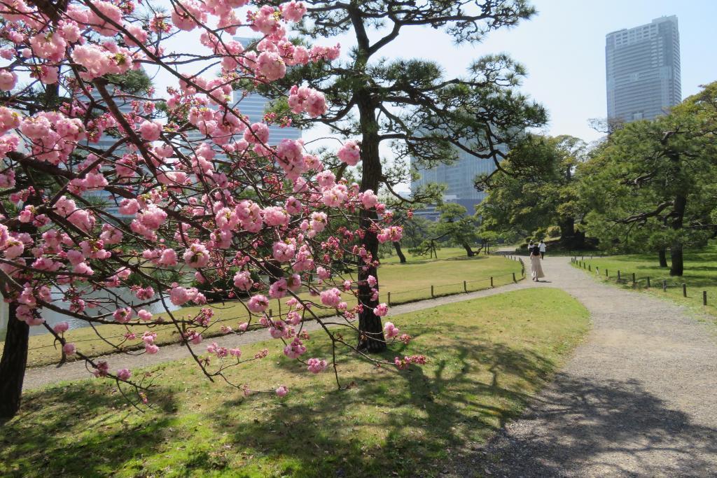 一叶的花瓣中雌蕊一个浜离宫恩赐庭园八重樱盛开　※星期一也开园