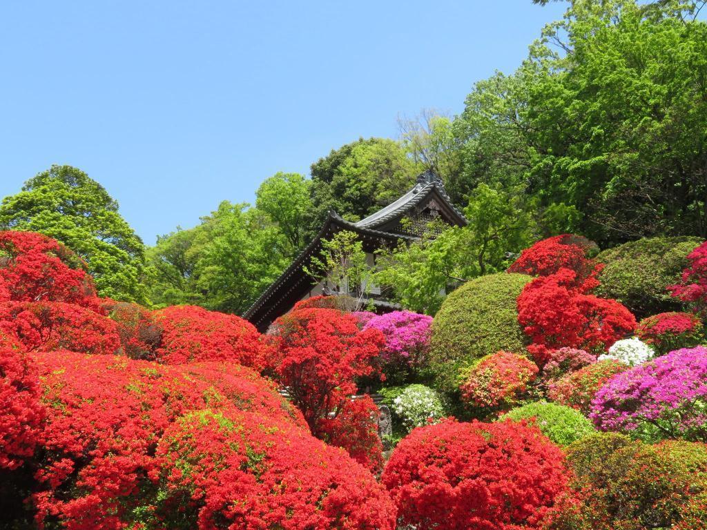  春～夏…杜鹃花・富士…浜离宫恩赐庭园
