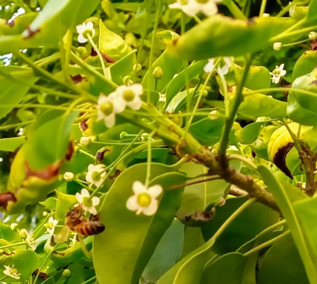 歌舞伎座的屋顶庭园也是银座的蜜蜂朝日稻荷神社屋顶、歌舞伎座、筑地川公园