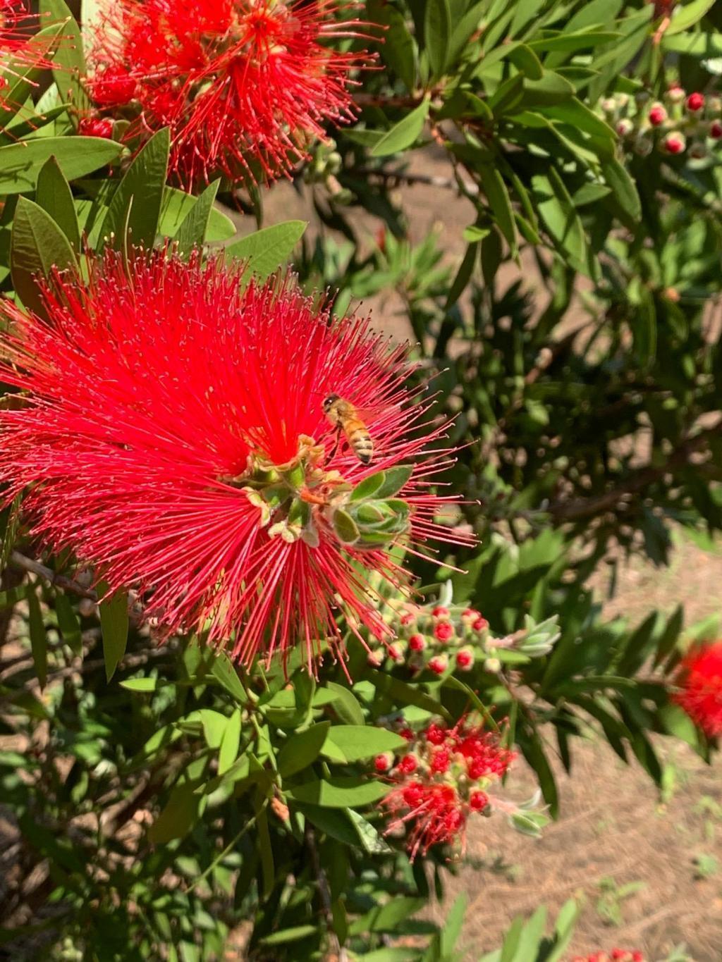 在筑地川公园,从刷树的花中吸蜜
 银座的蜜蜂朝日稻荷神社屋顶、歌舞伎座、筑地川公园