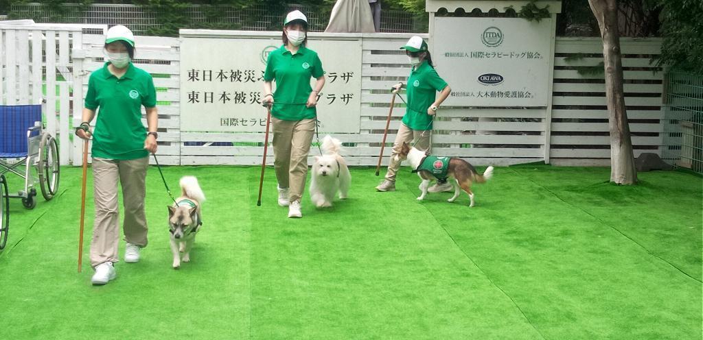  名犬chirori和养大的父母大木托尔