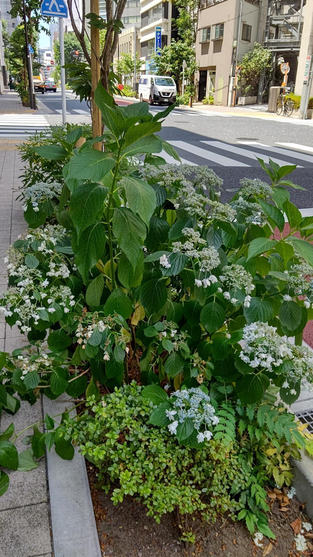 在御幸大道的树丛里种植的叫做“隅田烟花”的山绣球?
