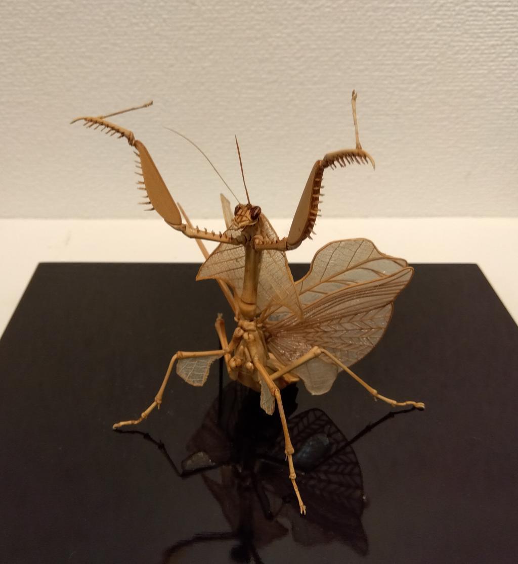 罕见的昆虫作品画廊艺术森林INSECTS 8月6日
