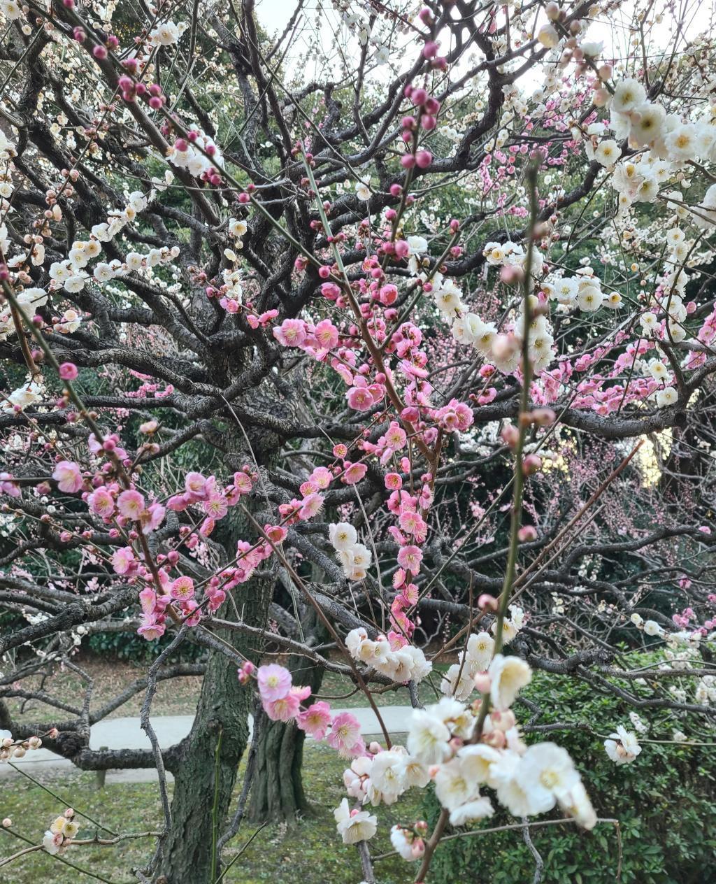 梅花的名字“随心所欲”油菜花盛开的浜离宫恩赐庭园