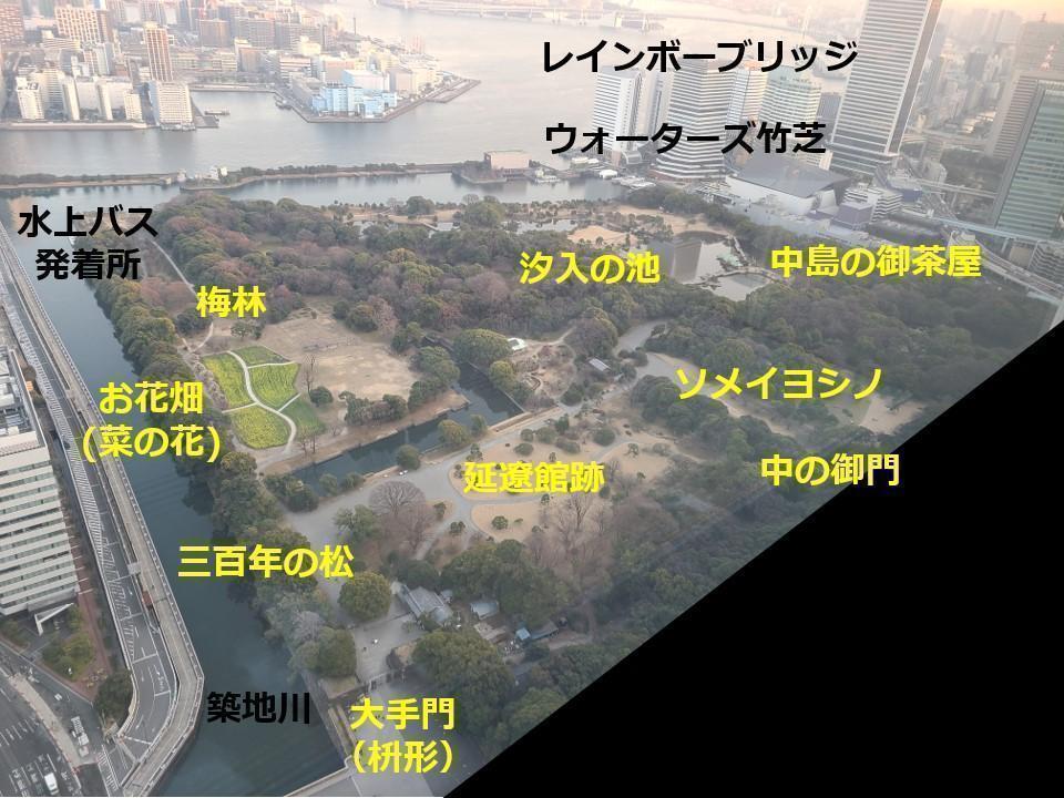 从一座大楼里拍摄了油菜花盛开的“浜离宫恩赐庭园”油菜花盛开的浜离宫恩赐庭园