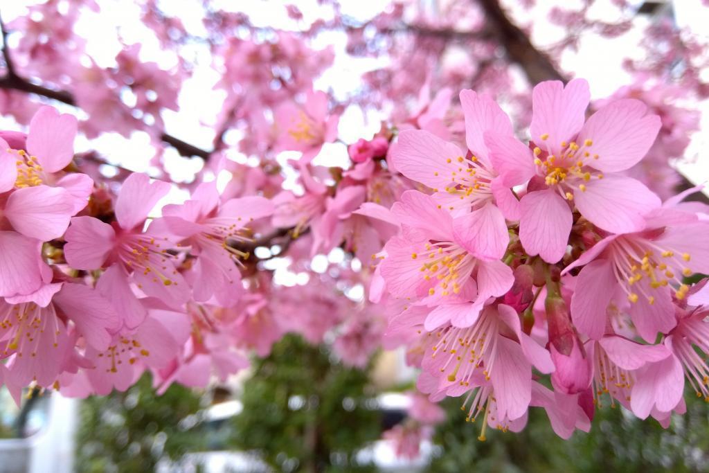 请欣赏樱花筑地本愿寺亲鸾圣人和樱花3月的参拜卡交换