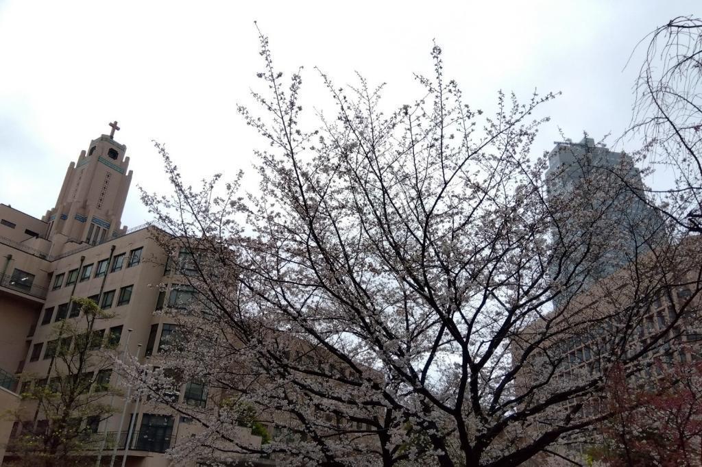 从圣路加国际大学的樱京桥到筑地赏花散步