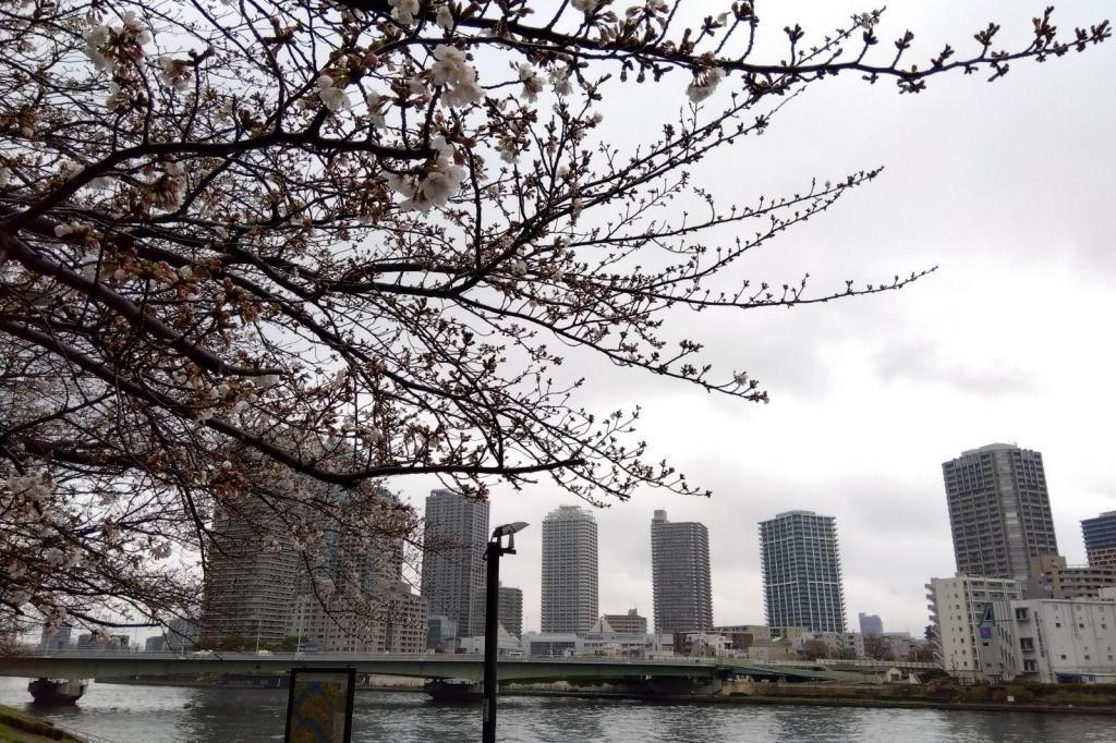 从圣路加塔到隅田川露台,从京桥到筑地赏花散步