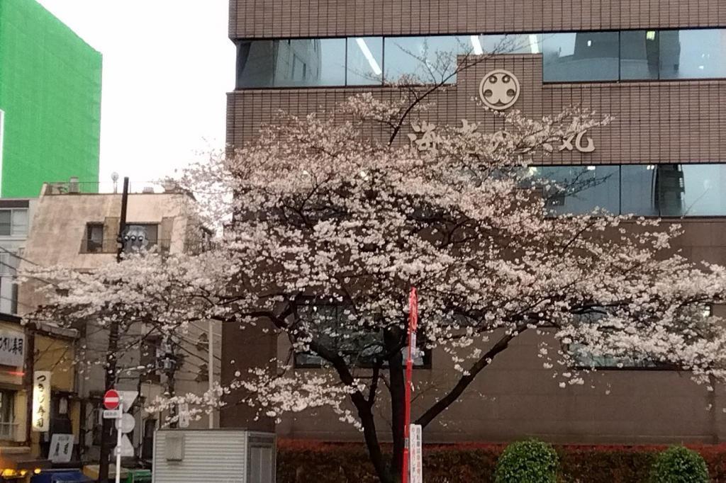 从食之街筑地京桥到筑地赏花散步