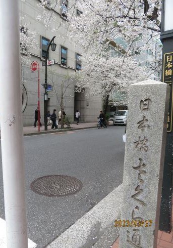  日本桥・京桥的樱花开花状况・赏花