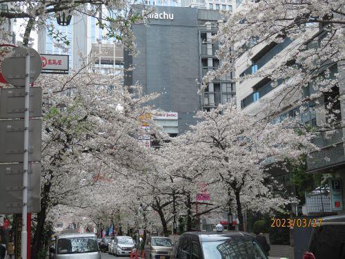  日本桥・京桥的樱花开花状况・赏花