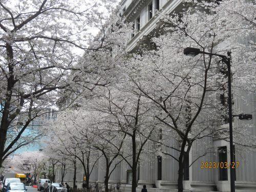  日本桥・京桥的樱花开花状况・赏花