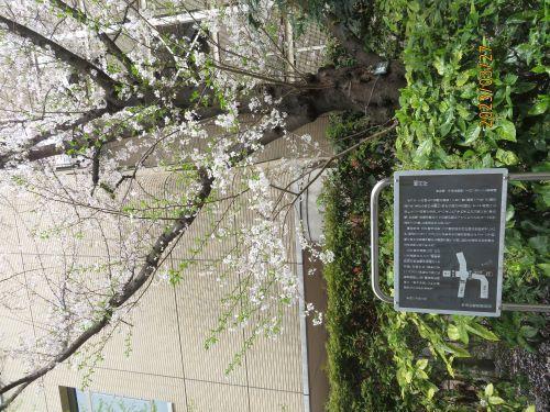  日本桥・京桥的樱花开花状况・赏花