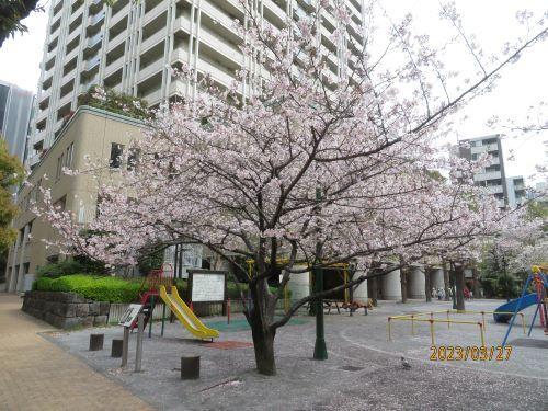  日本桥・京桥的樱花开花状况・赏花