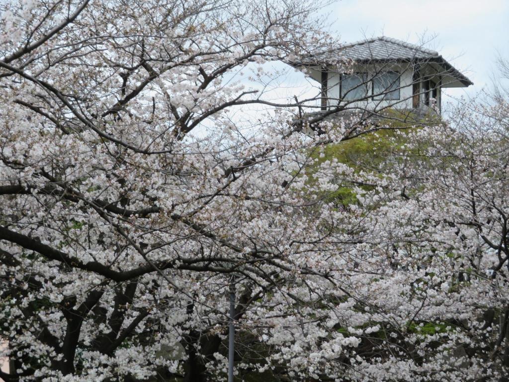  欣赏隅田川沿岸的赏樱胜地