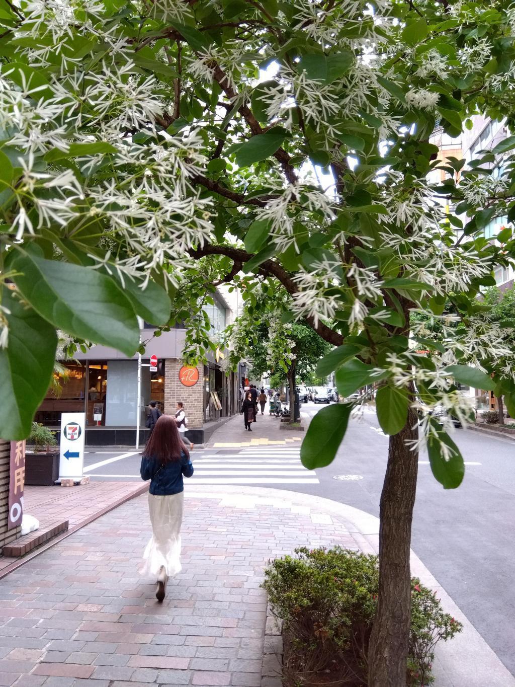 在银座美雪大道开花的时候,银座的Malonye和“什么东西啊”正在盛开