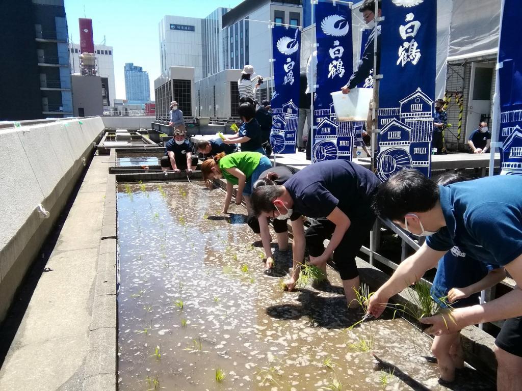  “白鹤银座天空农场”2023年的今年也是插秧
　　～白鹤酒造～