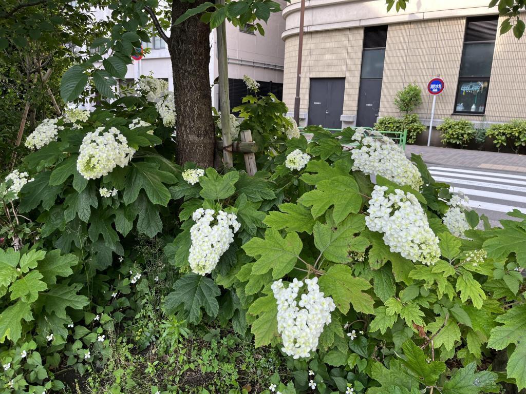  是绣球花的季节。