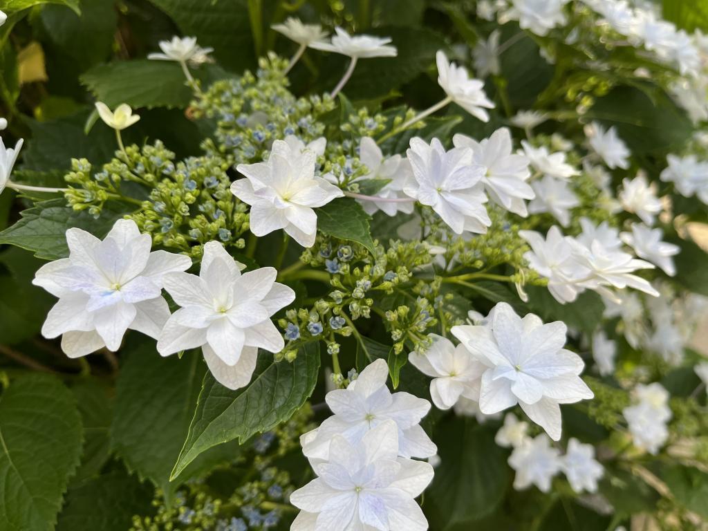  是绣球花的季节。