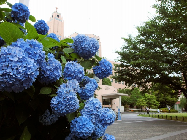  明石町圣路加的紫阳花