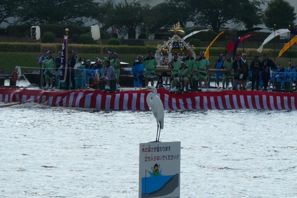  佃、住吉神社船渡御与本周末的深川八幡大祭