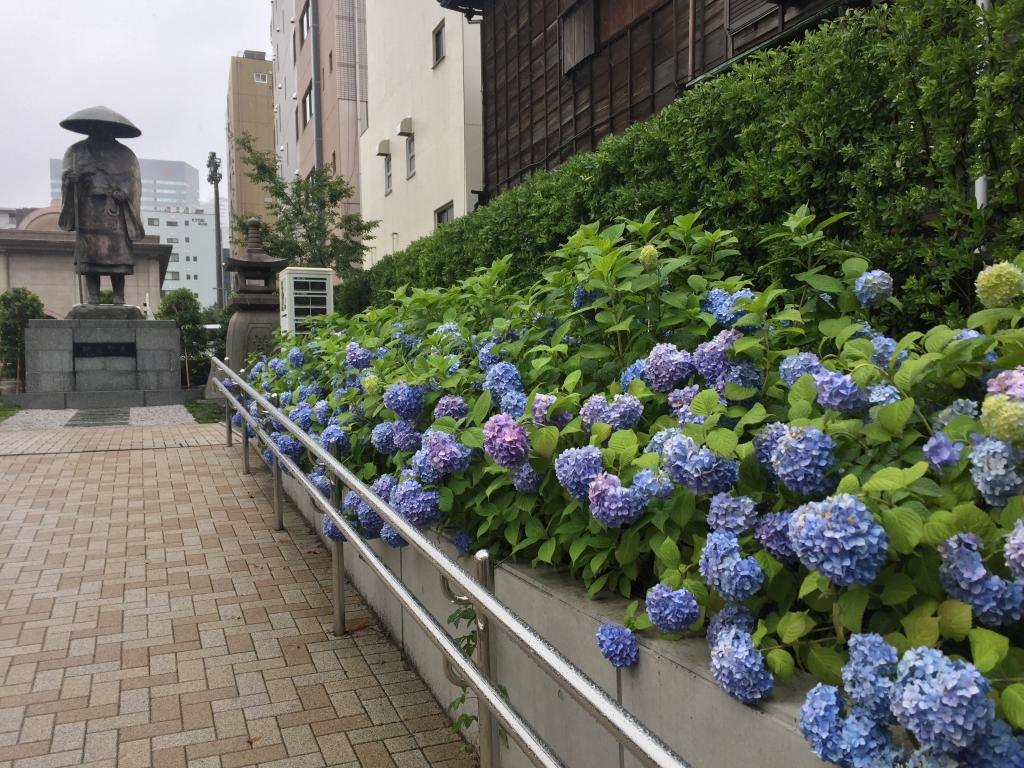  只有梅雨季节才有!筑地本愿寺的享受方法