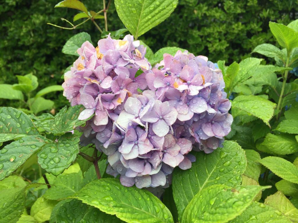  只有梅雨季节才有!筑地本愿寺的享受方法