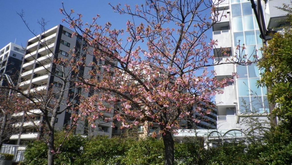 河津樱在2月的梅花“梅花......”