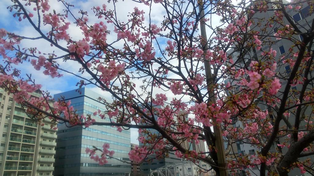 龟岛川的河津樱开始开花,距离盛开还有2月18日中央区河畔的河津樱比去年早开了