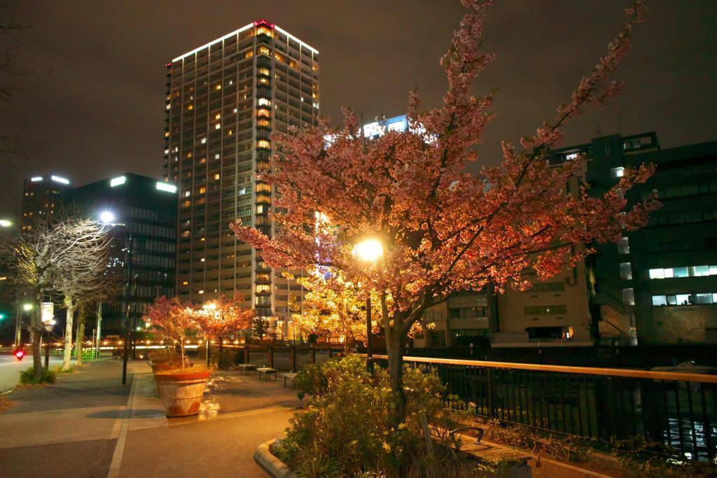 融入都市风景的龟岛川公园的樱花