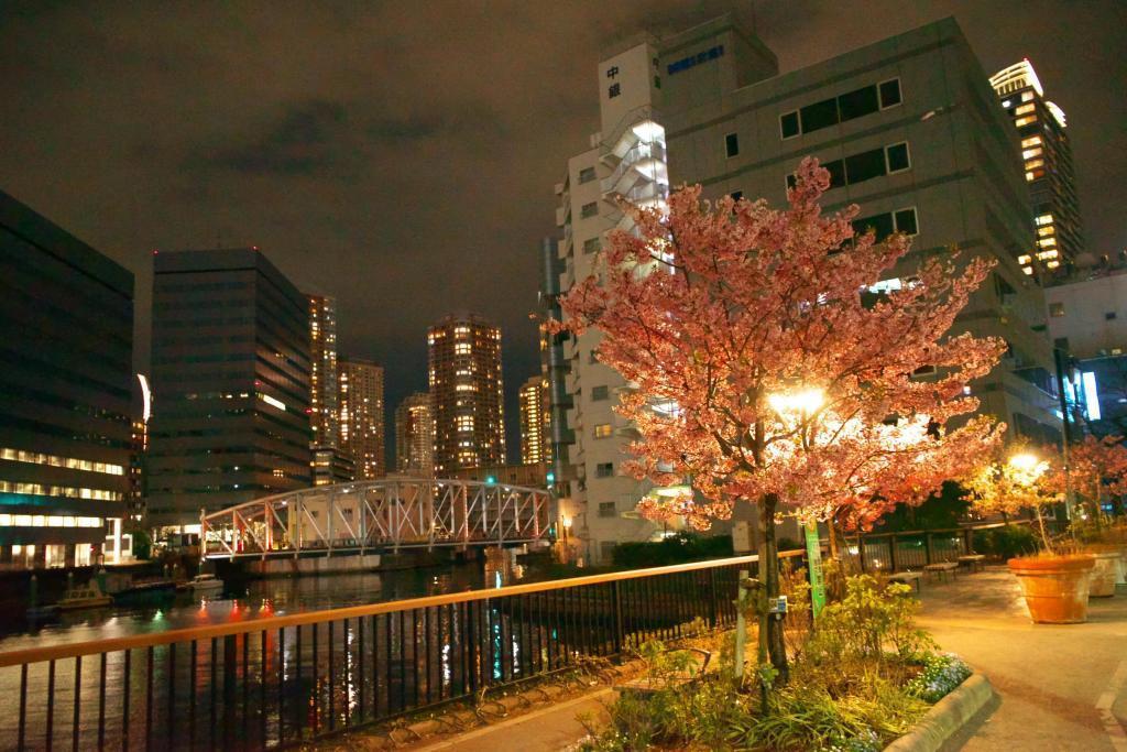 龟岛川公园的樱花,位于龟岛川水门深处,面临石川岛公寓群。