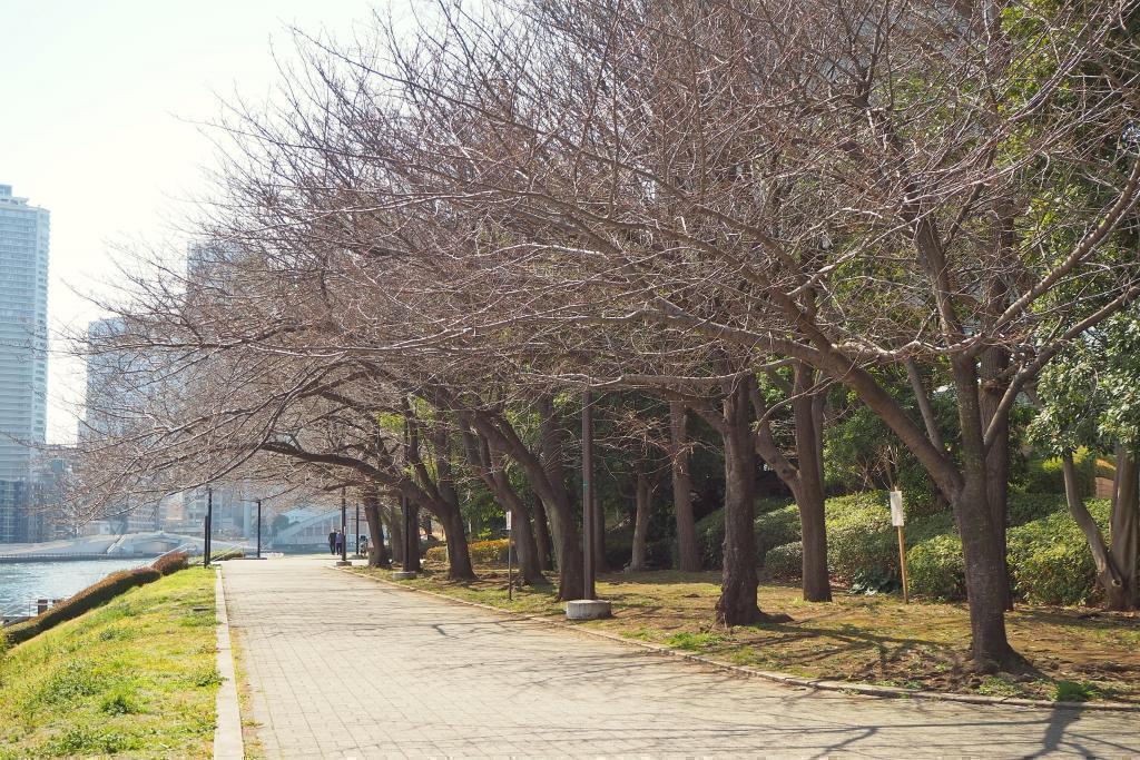  从筑地站到隅田川～等待春天散步