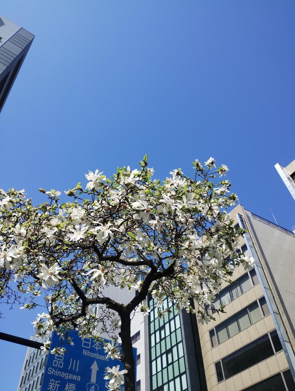  樱花和日本辛夷