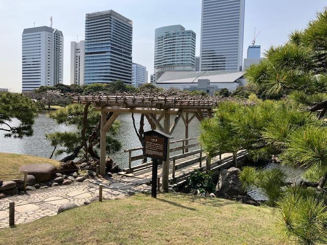  樱花和油菜花的“今日缘”@浜离宫恩赐庭园