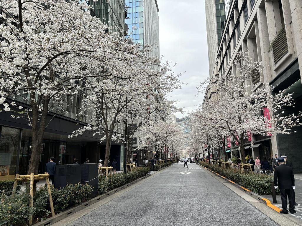 江户樱花大道的樱花1日本桥地区樱花开始开放