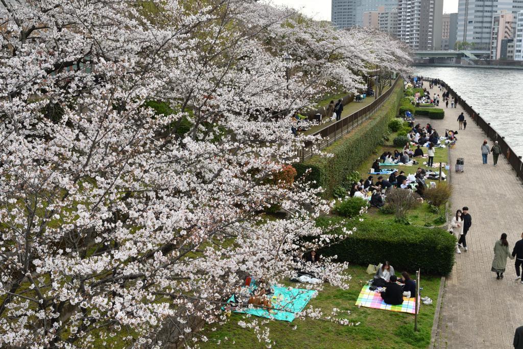  Cherry blossoms herald the arrival of spring in Chuo Ward