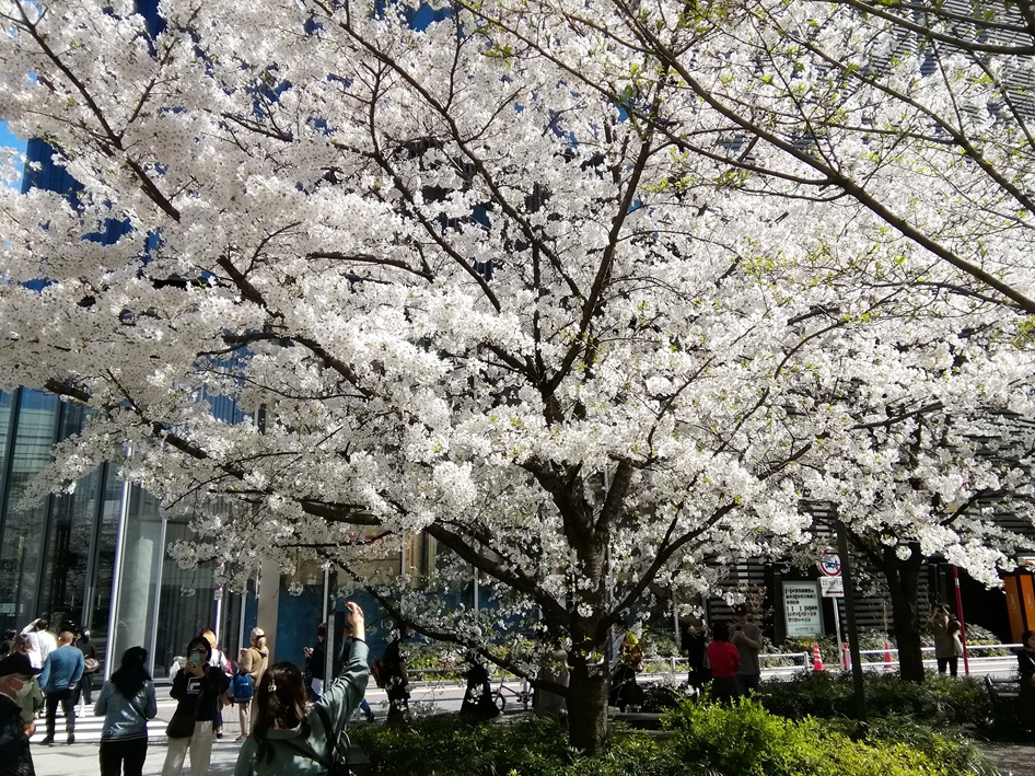  花之银座数寄屋桥公园
　　～ Relaxation on holidays ～