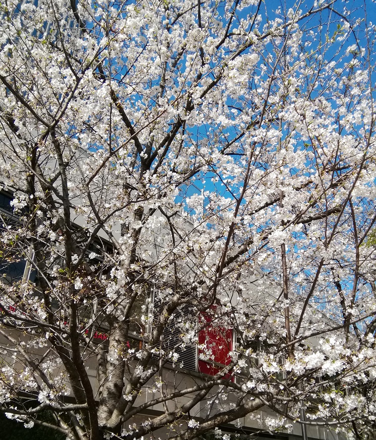  花之银座数寄屋桥公园
　　～ Relaxation on holidays ～