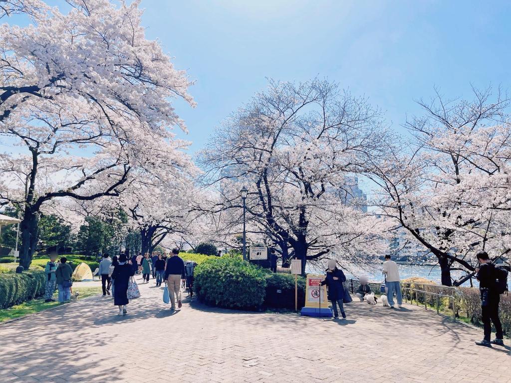  隅田川阳台的“推荐”赏花景点