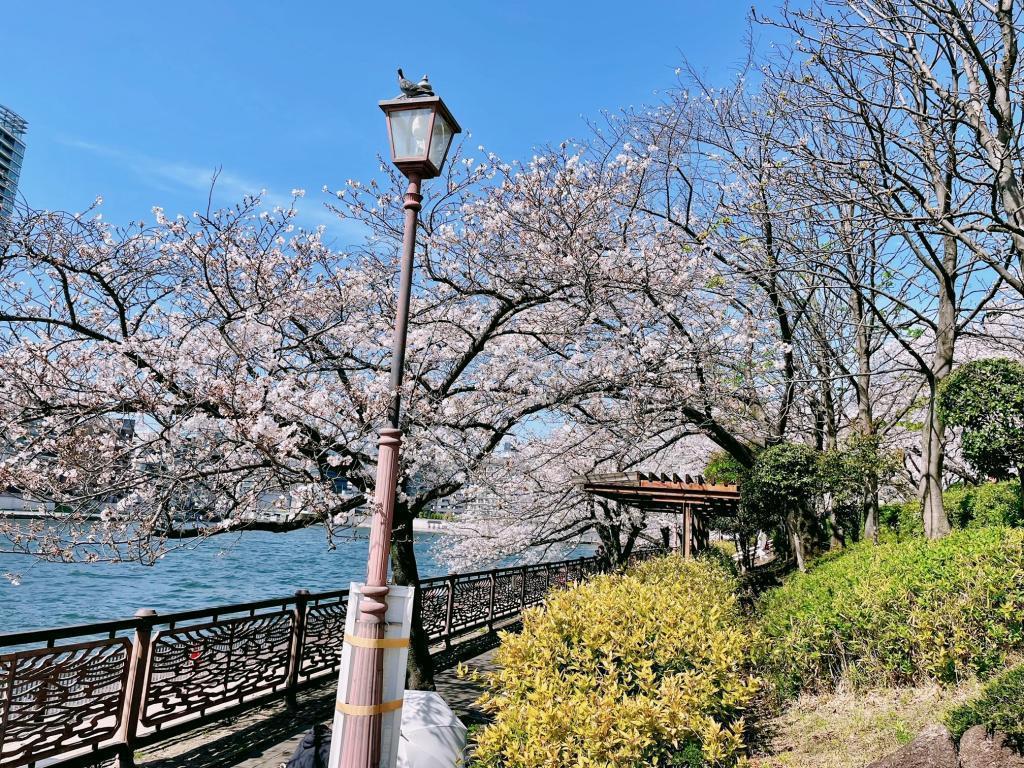  隅田川阳台的“推荐”赏花景点