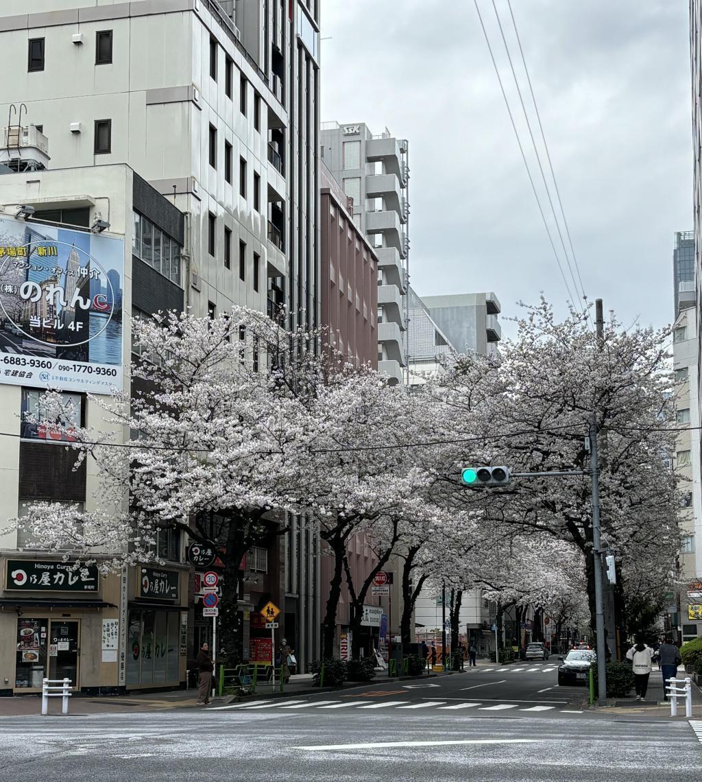  中央区的樱花