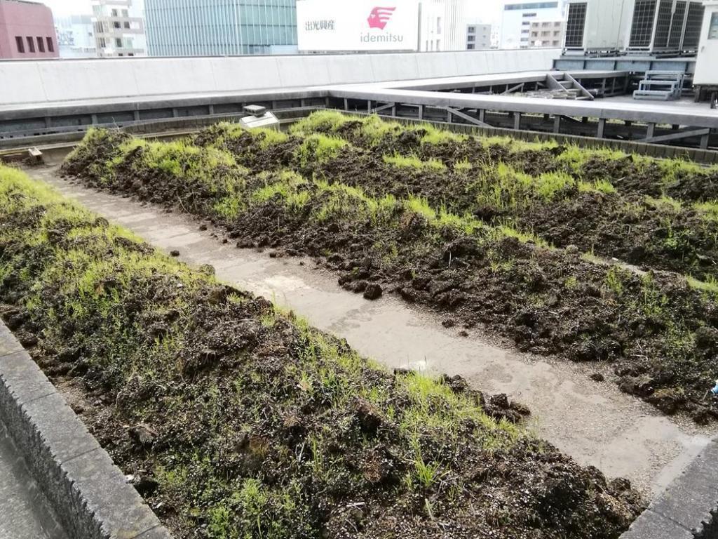  等待天空之田、稻苗种植
　　～白鹤酒造～