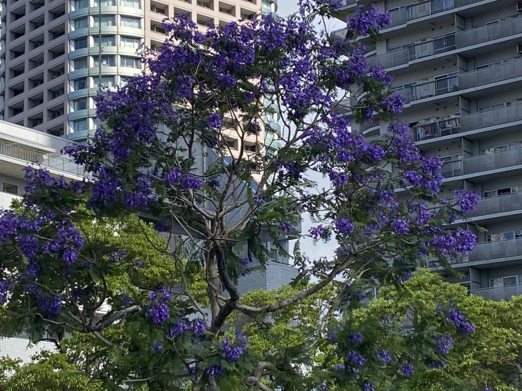  雅加达盛开的蓝紫色花朵